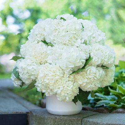 Graceful White Hydrangeas - NYC's Finest Florist