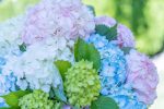 Diverse shades of hydrangeas in a bouquet.