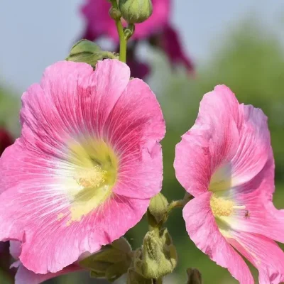 Close-up of white hollyhock flowers, a favorite flower for elegant vertical displays.