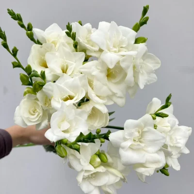 Close-up of white freesias, a common flower symbolizing innocence and trust.