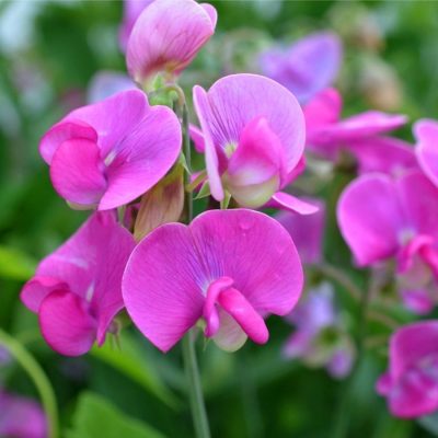 Close-up of white sweet pea blooms, a popular flower symbolizing gratitude.