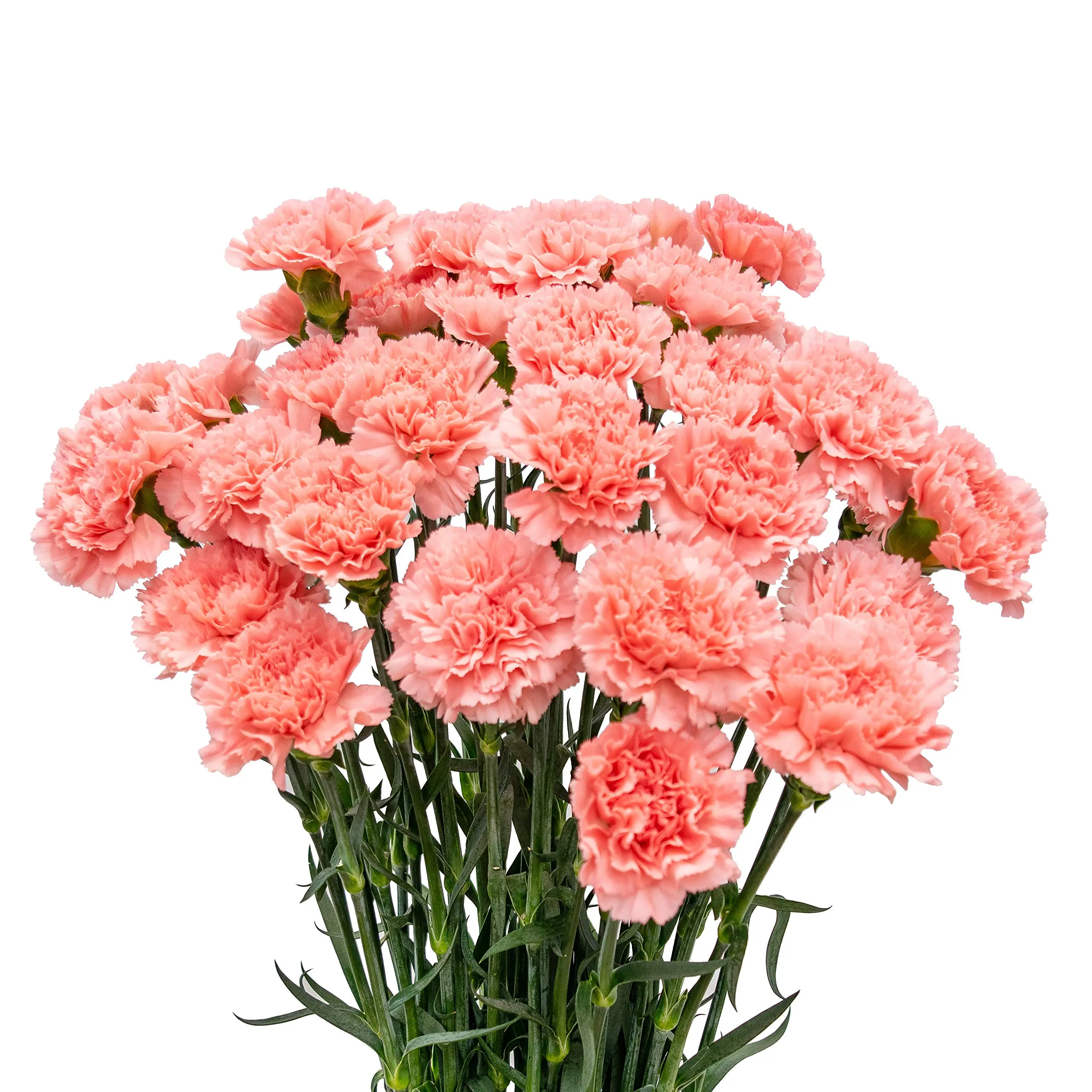 A close-up of red carnations, a favorite flower symbolizing admiration.