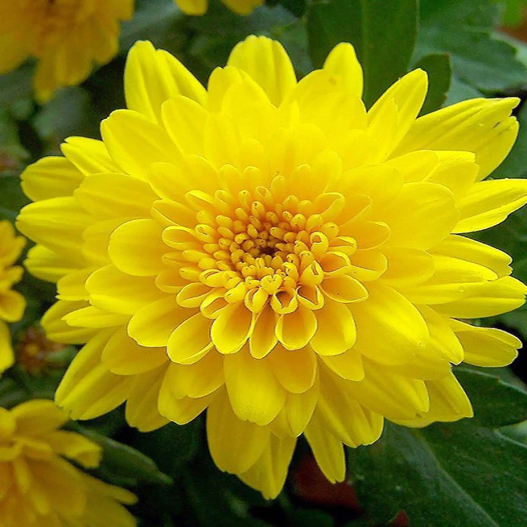 A close-up of red mums, a common flower symbolizing love and joy.