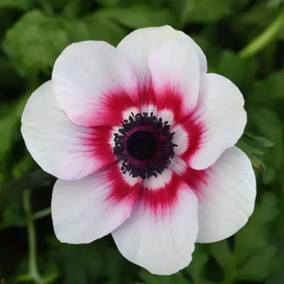 A bouquet of purple and white anemones, showcasing a unique type of flower.