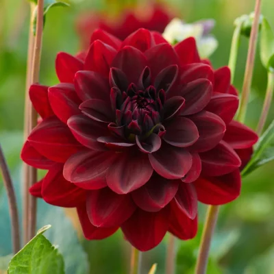 Pink and white dahlias in a garden, showcasing their intricate petal designs.