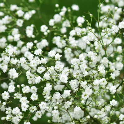 Baby’s breath used in a romantic bouquet, a common flower for expressing love.