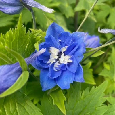 Delphiniums in a summer garden, a favorite flower for adding height and color.