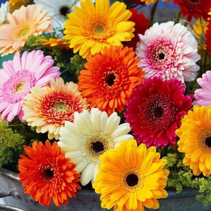 A bouquet of pink Gerbera daisies, popular flowers for celebratory occasions.