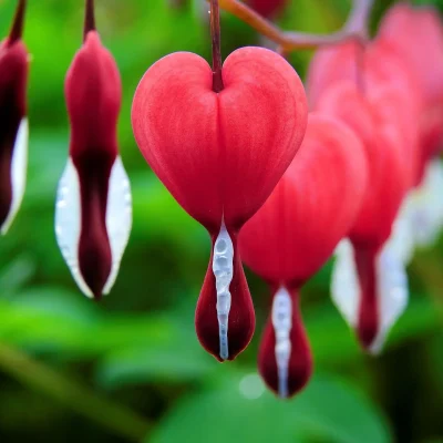 White bleeding hearts in a shaded garden, showcasing their delicate nature.