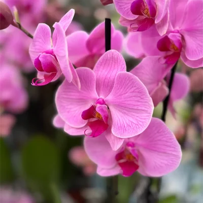 A white orchid arrangement, symbolizing purity and elegance.