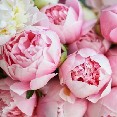 White peonies in a bridal bouquet, symbolizing purity and elegance.