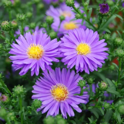 A bouquet featuring pink and white asters, a popular flower for expressing love.