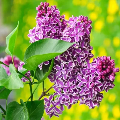 White lilacs arranged in a vase, showcasing one of the most fragrant types of flowers.