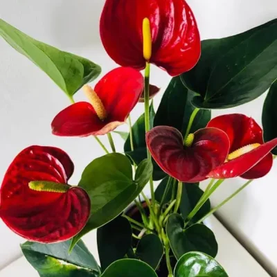 Anthuriums in a modern floral design, showcasing their bold and unique types of flowers.