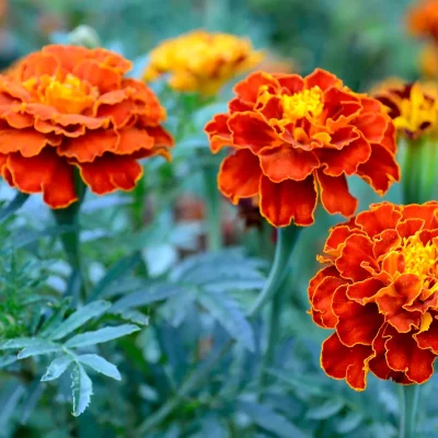 A flowerbed filled with yellow marigolds, a popular flower for sunny landscapes.