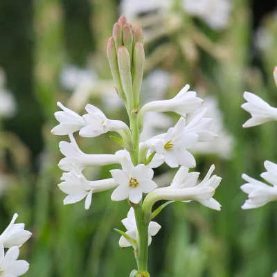 Tuberose arranged in a romantic bouquet, a popular flower for weddings.