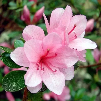 White azaleas arranged in a vase, showcasing a common flower for elegant decor.