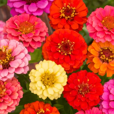 Close-up of a pink zinnia bloom, a favorite flower symbolizing friendship.