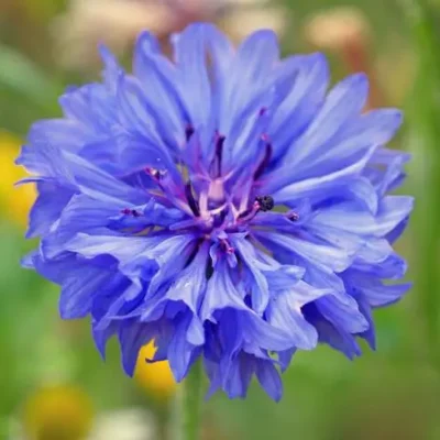 Close-up of a single cornflower bloom, a favorite flower symbolizing affection.