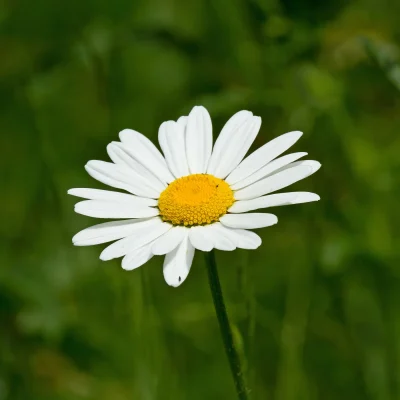 Close-up of a Gerbera daisy, a favorite flower with vibrant colors.