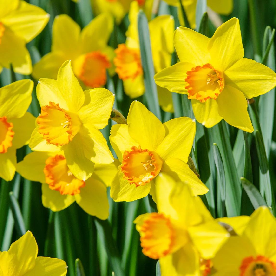 Close-up of a single daffodil bloom, a common flower symbolizing hope and renewal.