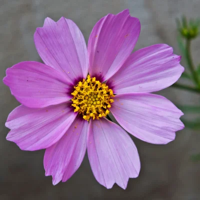 A bouquet of white cosmos, one of the most common flowers for rustic arrangements.