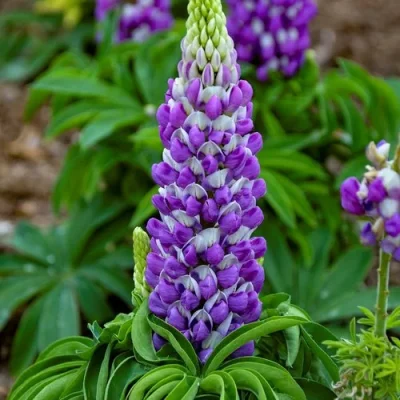 Close-up of pink lupines, a favorite flower symbolizing happiness and imagination.