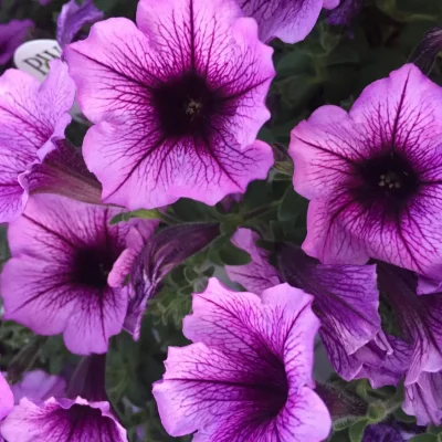 Close-up of pink petunia blooms, a favorite flower symbolizing resilience.