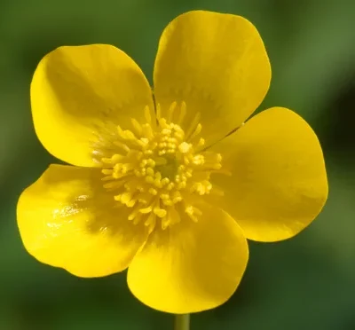 Close-up of a buttercup bloom, a favorite flower symbolizing happiness.