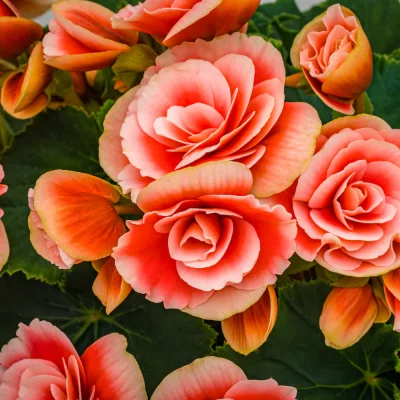 Close-up of red begonia blooms, a popular flower symbolizing gratitude.