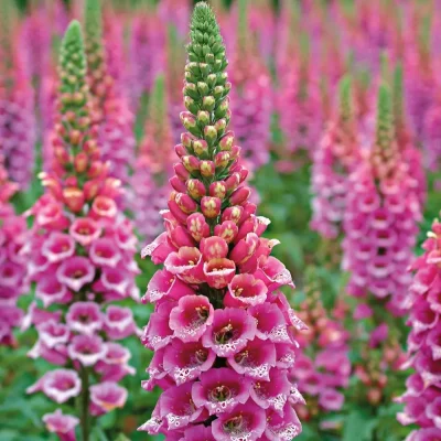 Close-up of pink foxglove blooms, a favorite flower for vertical arrangements.