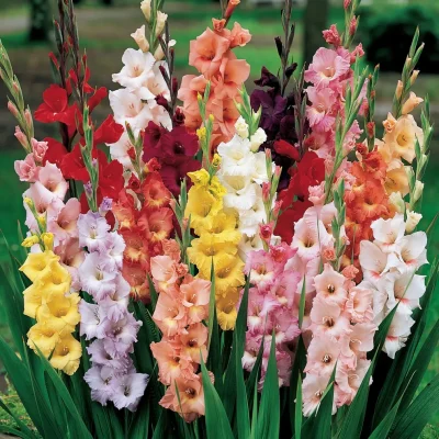 White gladiolus arranged in a tall vase, a favorite flower for elegant decor.