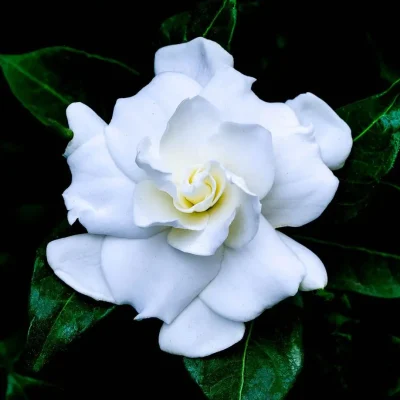 Gardenias in a bridal bouquet, one of the most elegant types of flowers.