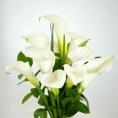 A bouquet of colorful calla lilies, showcasing different types of flowers for gifting.