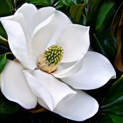 Magnolia trees in full bloom, showcasing one of the most elegant types of flowers.