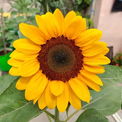 A bouquet of golden sunflowers, perfect for cheerful occasions.