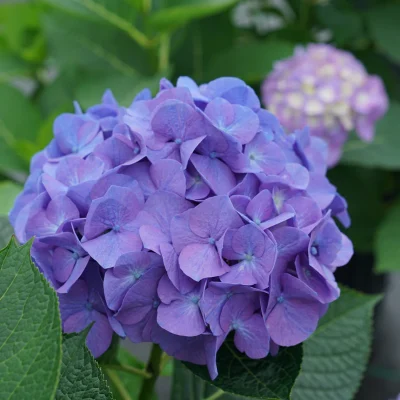 Pink hydrangeas in a bouquet, one of the favorite flower types for weddings.