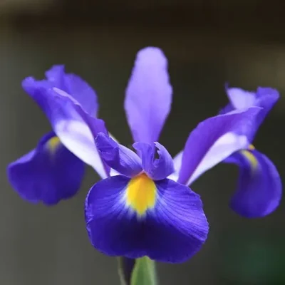 A bouquet of blue and yellow irises, one of the most common flowers for gifting.