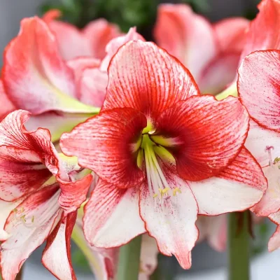 A close-up of white amaryllis petals, a favorite flower symbolizing pride.