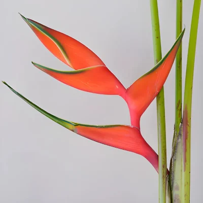 Close-up of orange and yellow heliconias, showcasing their unique flower type.