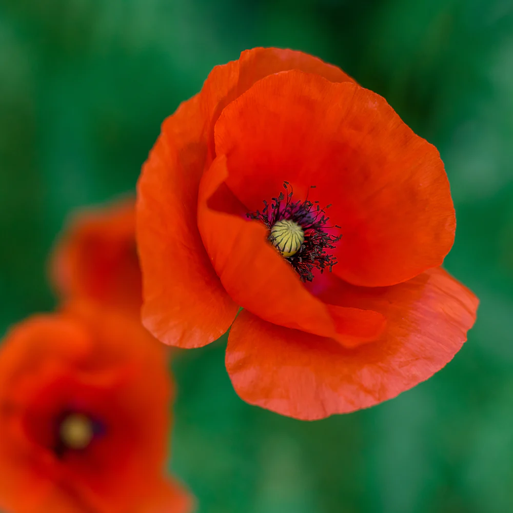 A field of orange poppies, showcasing one of the most popular types of flowers.