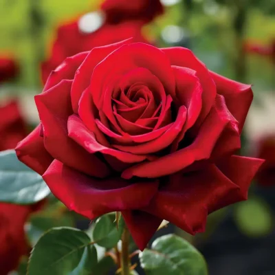 Close-up of pink and white roses, showcasing their delicate petals and timeless beauty.