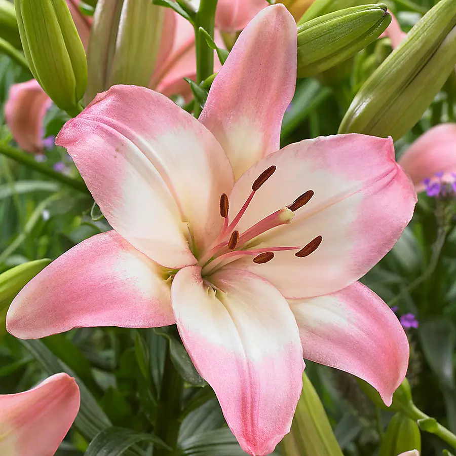 A colorful arrangement of Asiatic lilies, showcasing the variety of flower types.