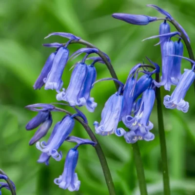 Close-up of bluebell blooms, a popular flower for rustic arrangements.