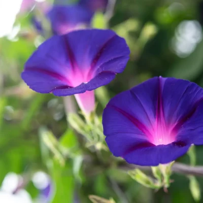 Close-up of a blue morning glory bloom, a favorite flower for sunny gardens.