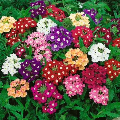 Close-up of pink verbena blooms, a favorite flower for attracting butterflies.