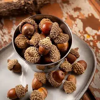 A group of acorns with smooth brown shells and caps, representing their earthy, tannin-rich taste before processing.