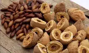 Dark brown baru nuts with a peanut-like shape, commonly enjoyed roasted as a snack.