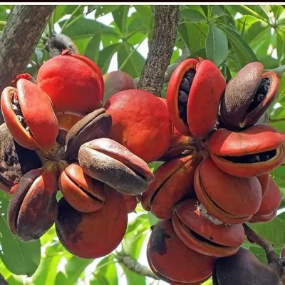 reddish to dark, elongated Canarium nuts with a slightly rough texture, used in Southeast Asian dishes.