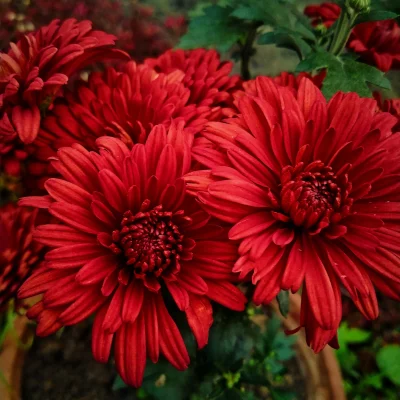 A deep red chrysanthemum with tightly packed, soft petals forming a round bloom.